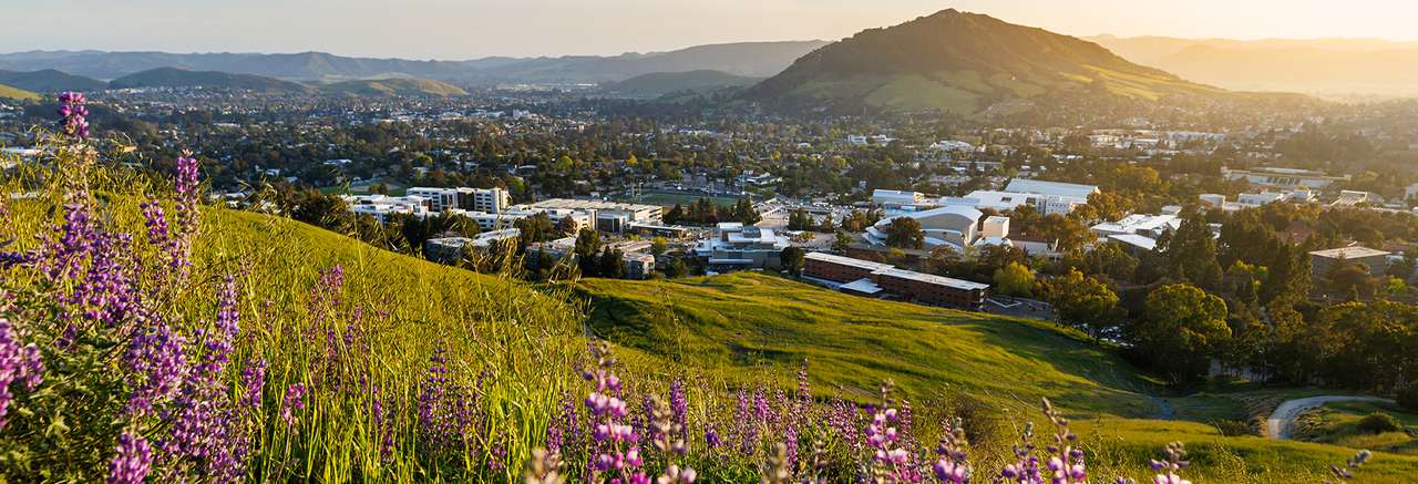 View of Cal Poly campus in San Luis Obispo at sunset with purple wildflowers in the foreground and Bishop Peak in the distance
