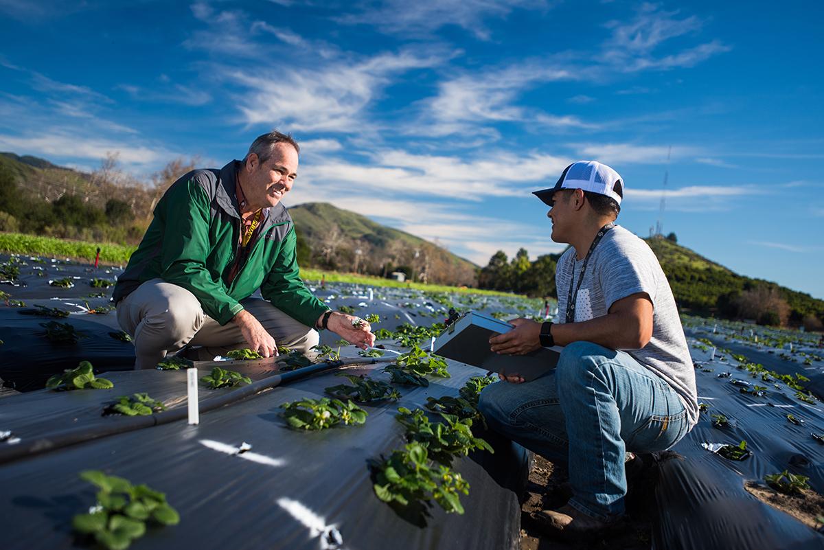 An instructor and a student examine strawberry plants in a research field at Cal Poly, with green hills and a bright blue sky in the background. The instructor holds a plant while the student takes notes on a tablet.