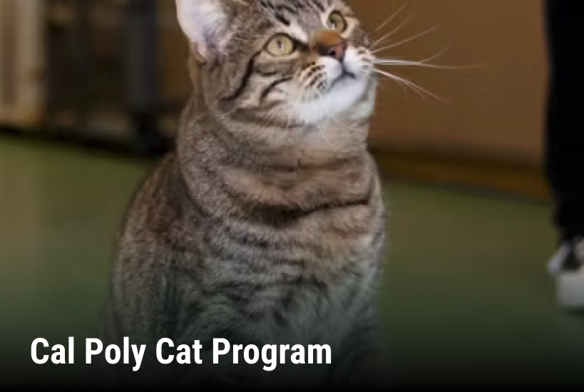 Cal Poly Cat Program