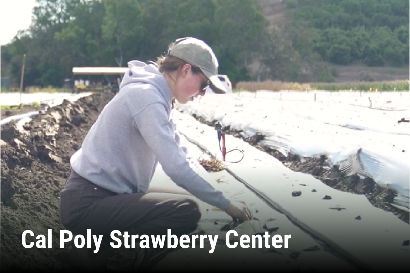 Cal Poly Strawberry Center